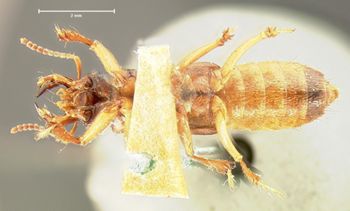 Media type: image;   Entomology 6521 Aspect: habitus ventral view